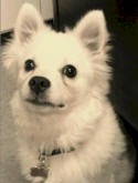 Helton, Shop Mascot