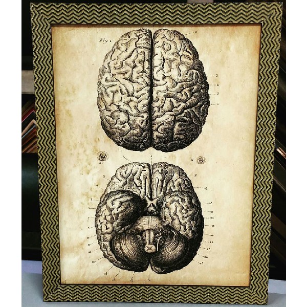 The Human Brain